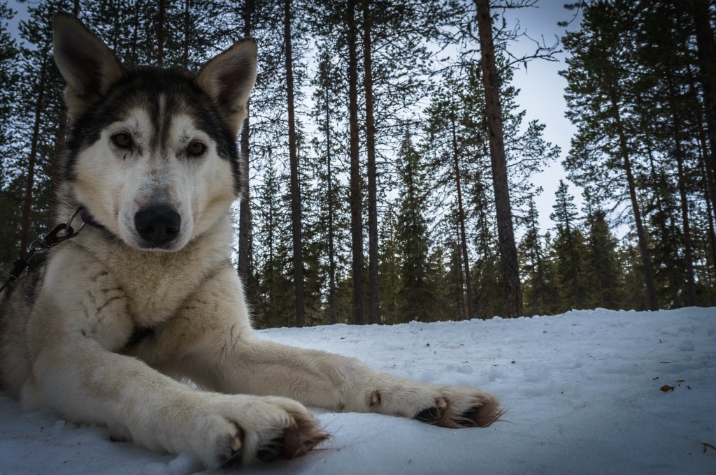 A day out dog-sledding was a highlight of my trip to Swedish Lapland.
