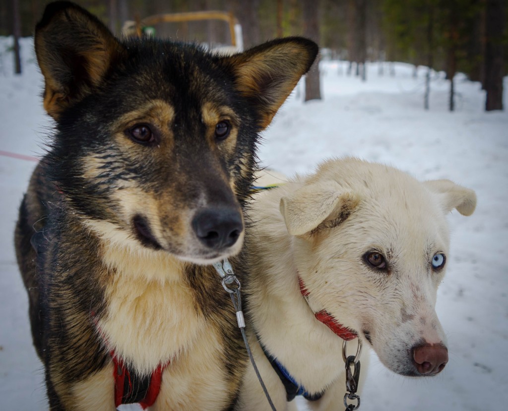 The brown dog is the puppy