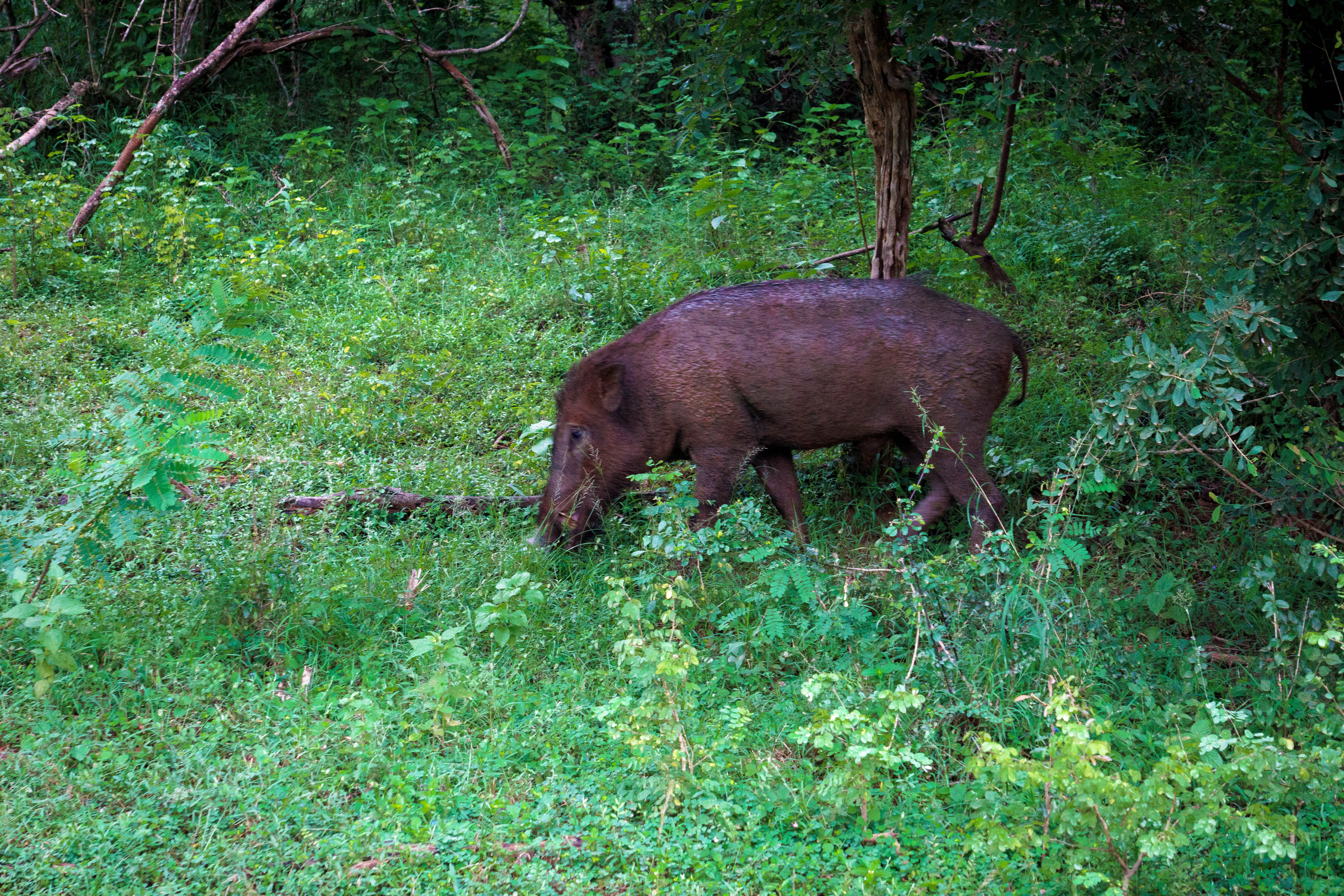 Wild Boar, Yala National Park