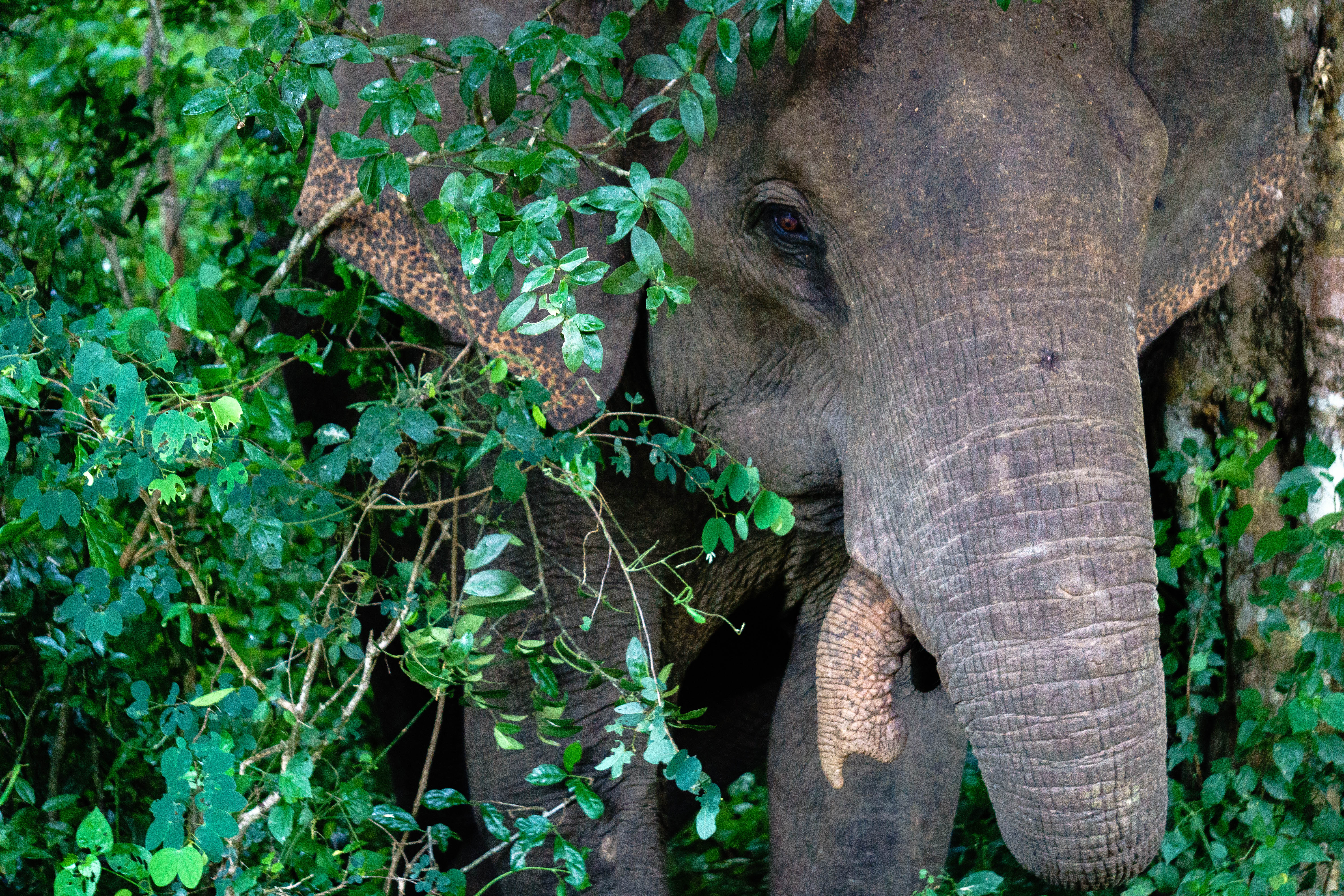 An elephant at Yala National Park