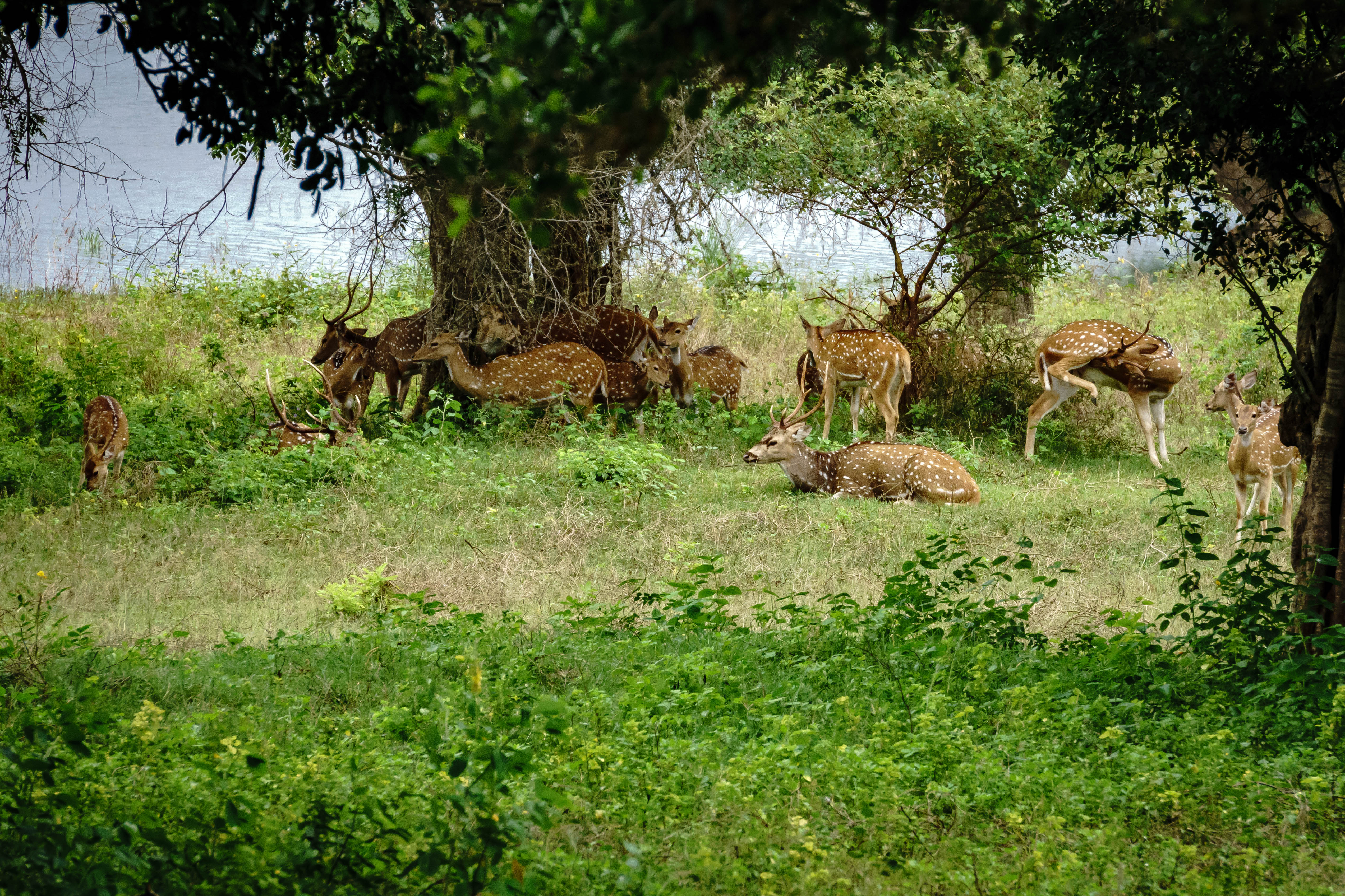 Spotted deer at Yala National Park