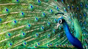 Peacock at Yala National Park