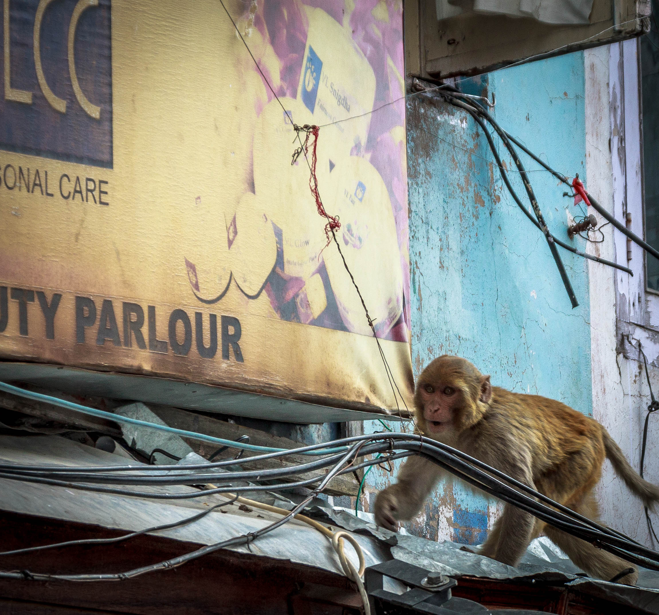 Monkey, Shimla