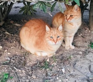Cats in Malta
